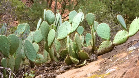 Prickly Pear Cactus on the Sand Bench Horse Trail in Zion National Park, Utah, U Stock Footage 332017065