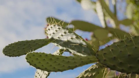Prickly pear cactus with sharp spines and red fruits against the blue sky Stock Footage 339098356