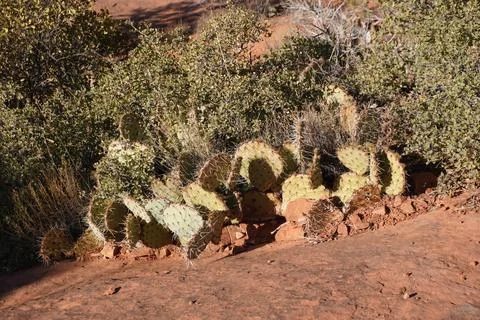 Prickly pear cactus with sharp spines grows among dry brush and red rocks under Fotos de archivo