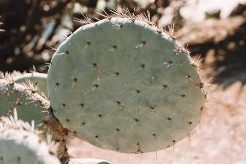 Prickly pear cactus signed name Stock Photos