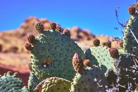 Prickly Pear Cactus With Spring Flowers Against Red Rocks And Blue Sky In D.. Stock Photos