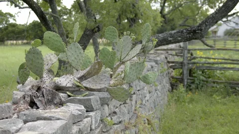 Prickly Pear Cactus on a stone wall Stock Footage 109591347