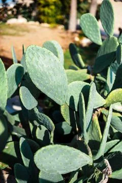 Prickly Pear Cactus in Sunlight Stock Photos