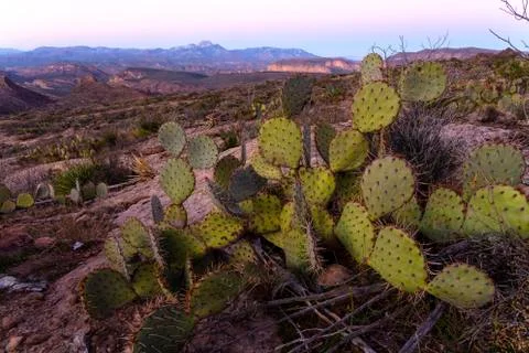 Prickly Pear Cactus at sunset Stock Photos
