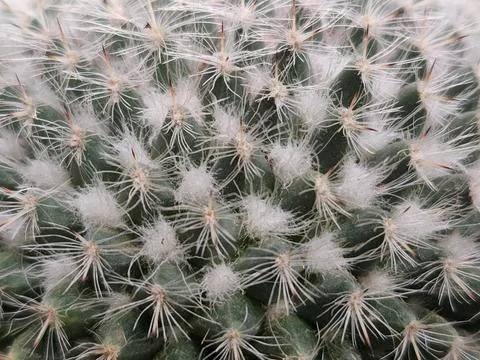 Prickly pear cactus. Surface of a cactus with needles Stock Photos