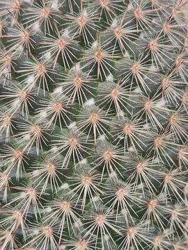 Prickly pear cactus. Surface of a cactus with needles Stock Photos