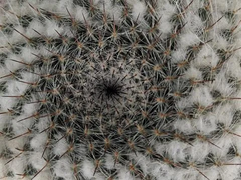 Prickly pear cactus. Surface of a cactus with needles Stock Photos