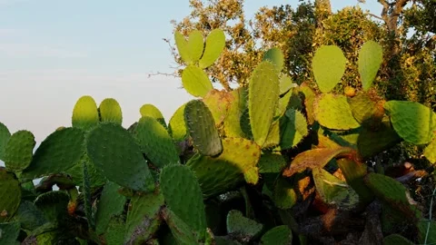 Prickly pear cactus swaying in the wind at sunset Stock Footage 345665296