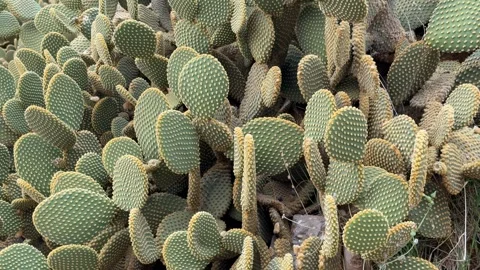 Prickly pear cactus texture with green pads and yellow spikes, suitable as .. Stock Footage 330897631