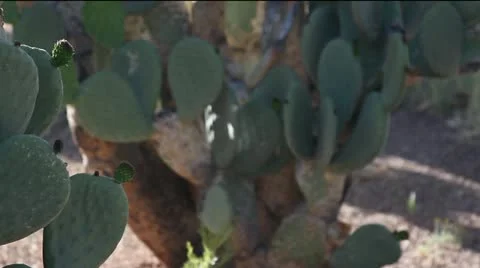 Prickly Pear Cactus - Tracking Shot Stock Footage 10916548