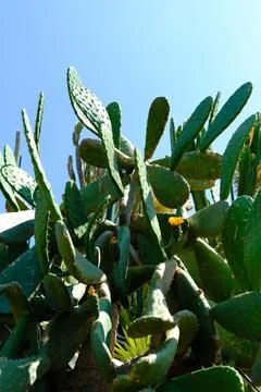 Prickly pear cactus under blue sky Stock Photos