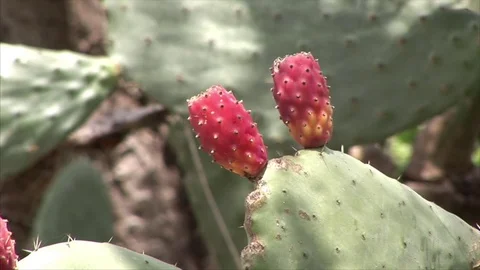 Prickly pear - close up Stock Footage 84790089