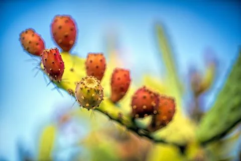 Prickly pear close-up, Spain Stock Photos