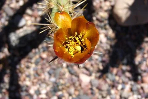 A prickly pear flower Stock Photos