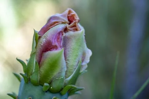 Prickly Pear Flower Foto stock
