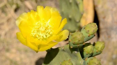 Prickly pear Stock Footage 7133257