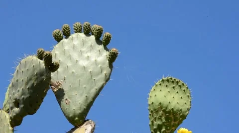 Prickly pear Stock Footage 7761524