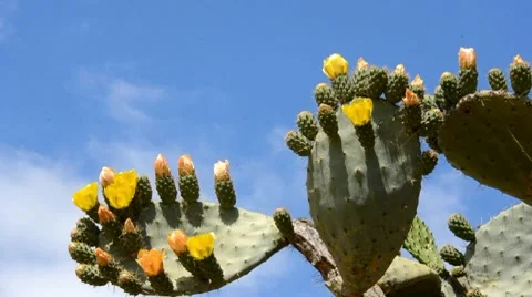 Prickly pear Stock Footage 7761535