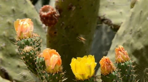 Prickly pear Stock Footage 7761540