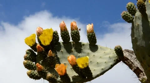 Prickly pear Stock Footage 7761545