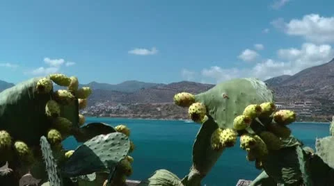 Prickly pear Stockbeeldmateriaal 8974407