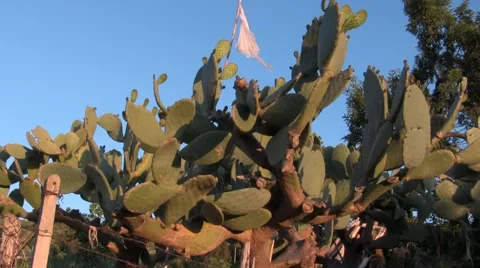 Prickly pear Stock Footage 51033932