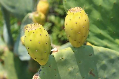 Prickly pear in the foreground Stock Photos