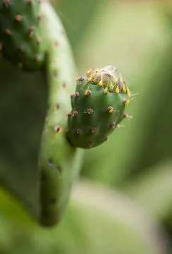 A Prickly pear fruit forming on a leaf Stock Photos