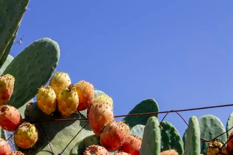 Prickly Pear Fruit or Nopal in the Wild Stock Photos