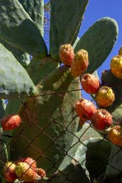 Prickly Pear Fruit or Nopal in the Wild Stock Photos