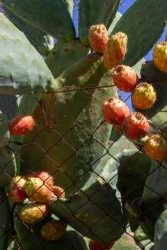 Prickly Pear Fruit or Nopal in the Wild Stock Photos