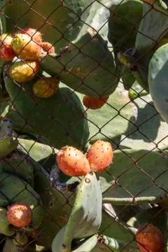Prickly Pear Fruit or Nopal in the Wild Stock Photos