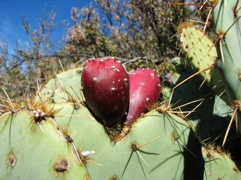 Prickly pear fruit Stock Photos