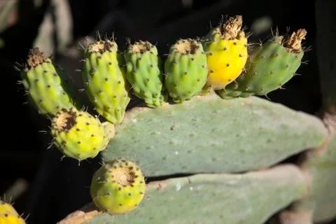 Prickly pear fruit Stock Photos