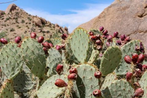 Prickly Pear with fruit Stock-Fotos