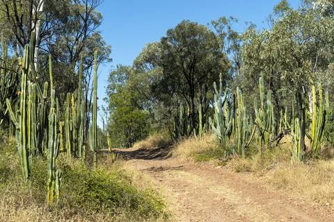 Prickly Pear Growing Wild Stock Photos