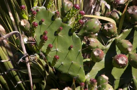 Prickly pear leaf with fruit and flower buds Stock Photos