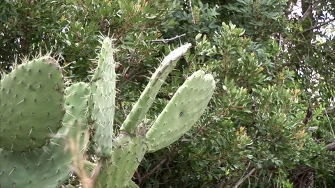Prickly pear in a mediterranean landscape Stock Footage 84790278