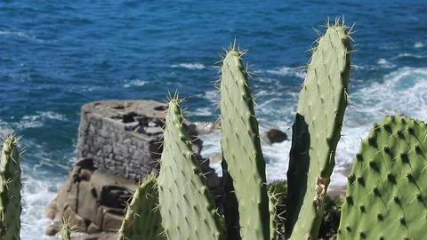 Prickly pear moved by the wind in front of the sea Stock Footage