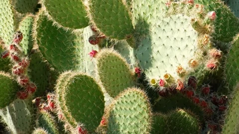 Prickly pear or pear cactus with ripe fruits and flowers. Crete. Greece. Stock Footage 341637080