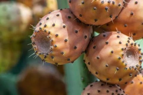 Prickly pear orange Stock Photos