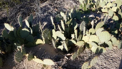 Prickly Pear Patch - Saguaro National Park Stock Footage 102613997