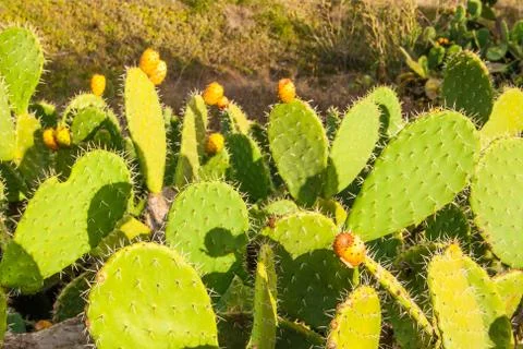 Prickly pear Stock Photos