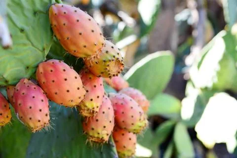 Prickly pear Stock Photos