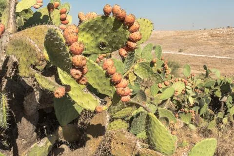 Prickly pear Stock Photos