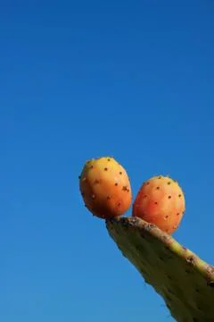 Prickly pear Stock Photos