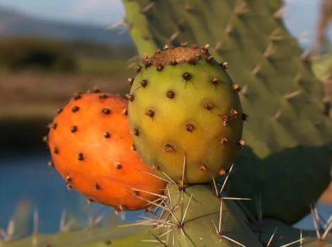 Prickly pear Stock Photos