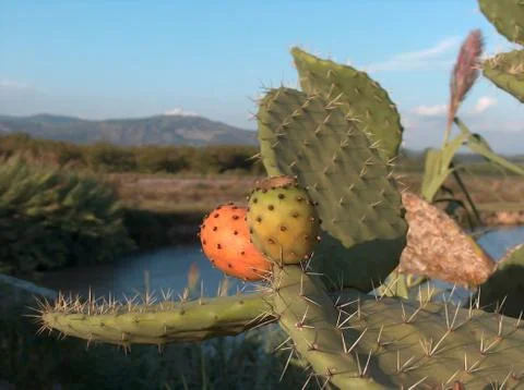 Prickly pear Stock Photos
