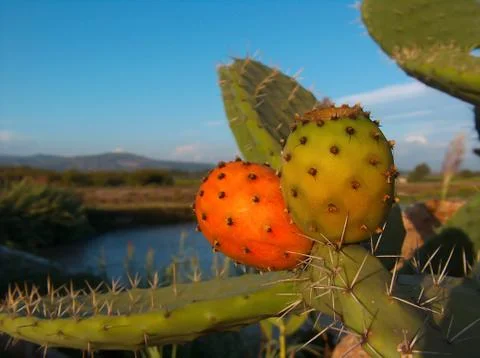 Prickly pear Stock Photos