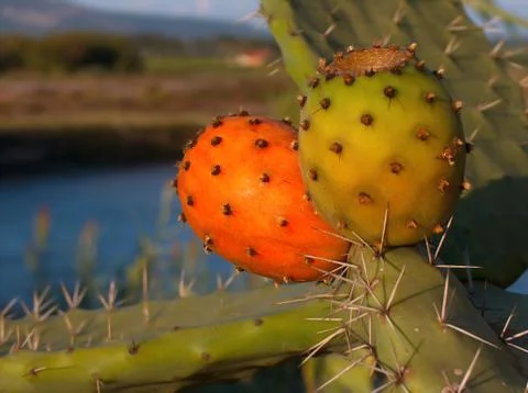 Prickly pear Stock Photos